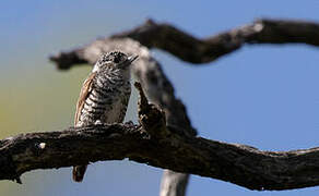 White-barred Piculet