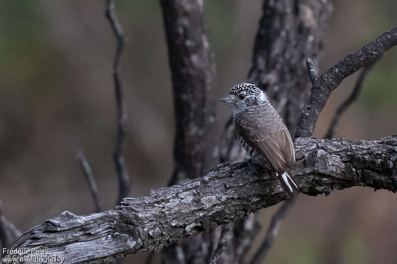 White-barred Piculet female adult, identification