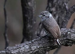 White-barred Piculet