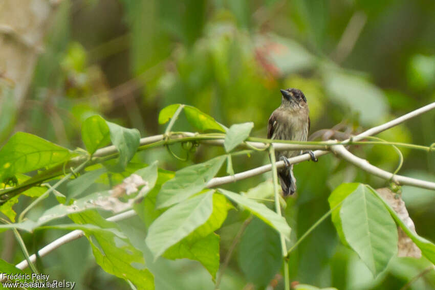 Greyish Piculet, habitat