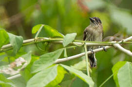 Greyish Piculet