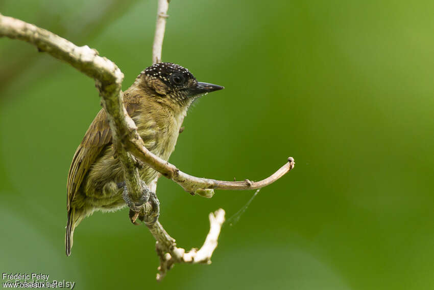 Picumne olivâtre femelle adulte, identification