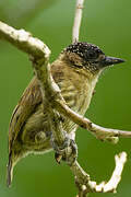 Olivaceous Piculet