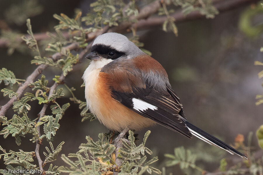 Bay-backed Shrike