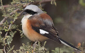 Bay-backed Shrike