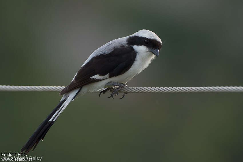 Grey-backed Fiscaladult, identification