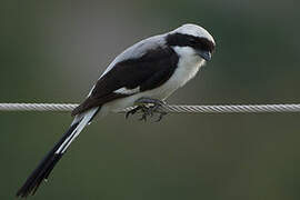 Grey-backed Fiscal