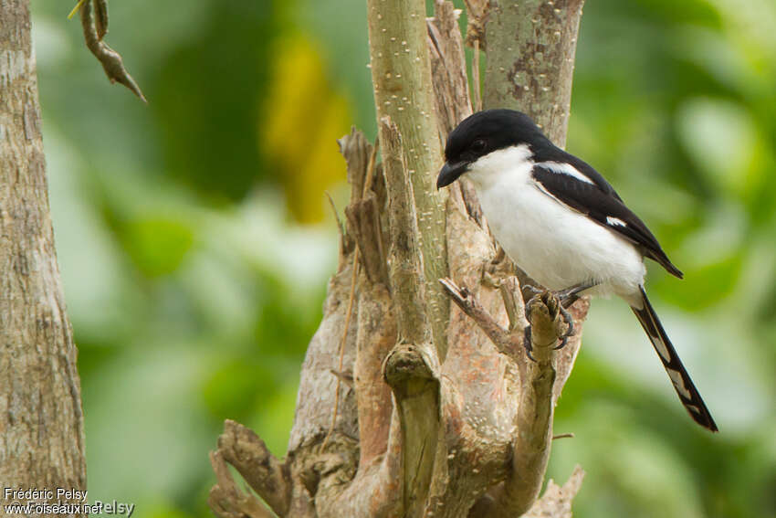 Pie-grièche à dos noiradulte, identification