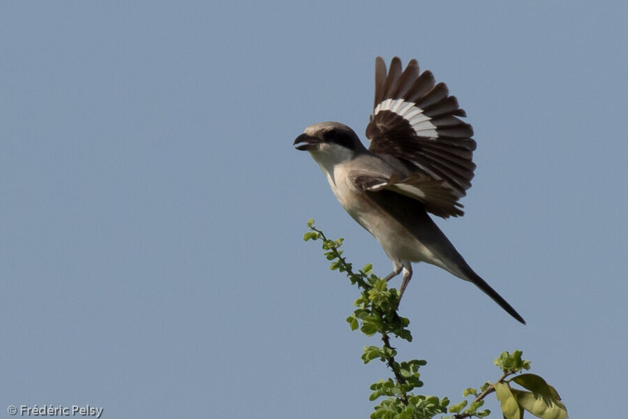 Lesser Grey Shrike