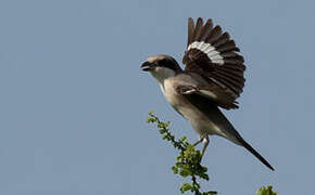 Lesser Grey Shrike