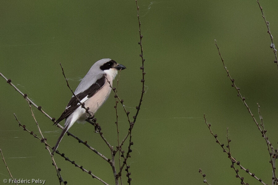 Lesser Grey Shrikeadult