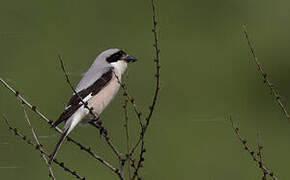 Lesser Grey Shrike