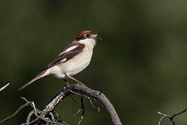 Woodchat Shrike