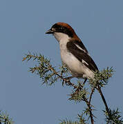 Woodchat Shrike