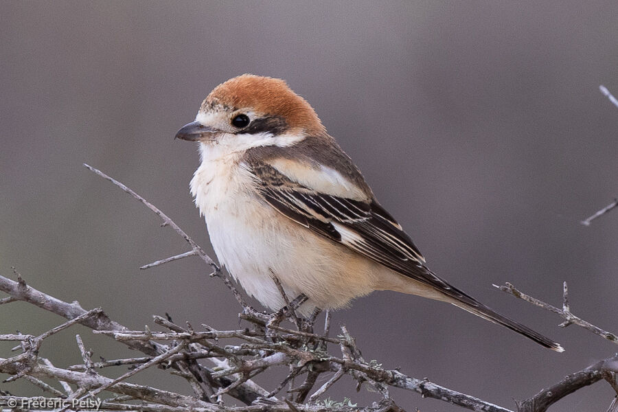 Woodchat Shrike female