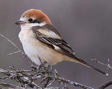 Woodchat Shrike