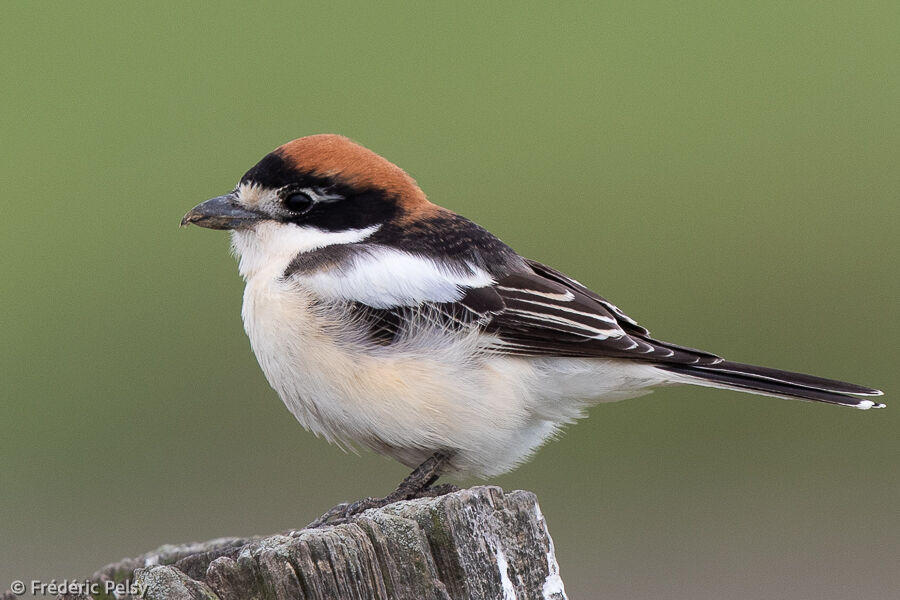 Woodchat Shrike male