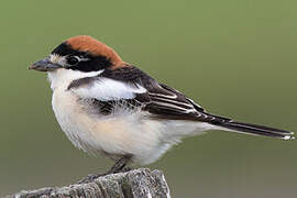 Woodchat Shrike