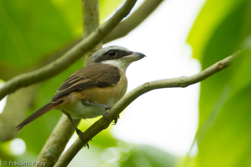 Brown Shrikeadult