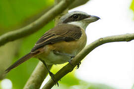 Brown Shrike