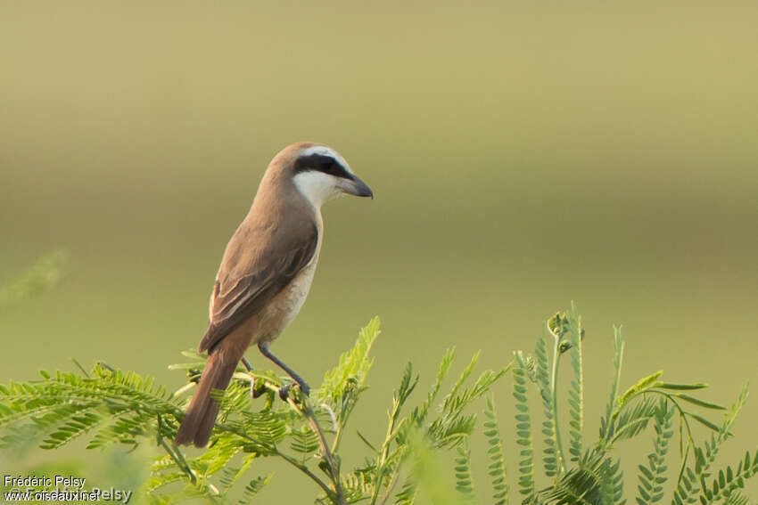 Brown Shrike female adult post breeding, identification