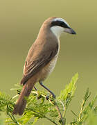 Brown Shrike