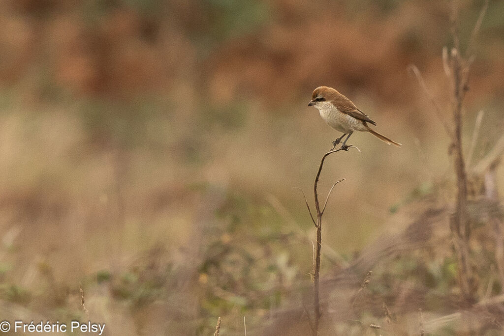 Brown Shrike