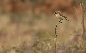 Brown Shrike