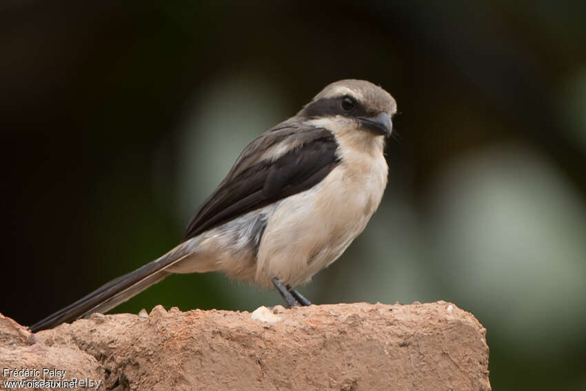 Mackinnon's Shrikeimmature, identification