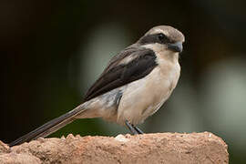 Mackinnon's Shrike