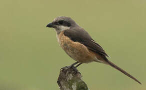 Grey-backed Shrike