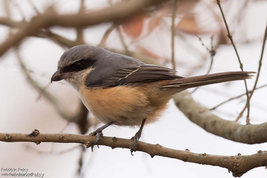 Grey-backed Shrikeadult, pigmentation