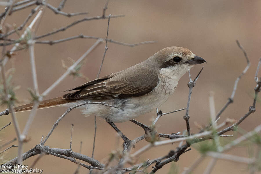 Red-tailed Shrike female adult breeding, identification