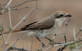 Red-tailed Shrike