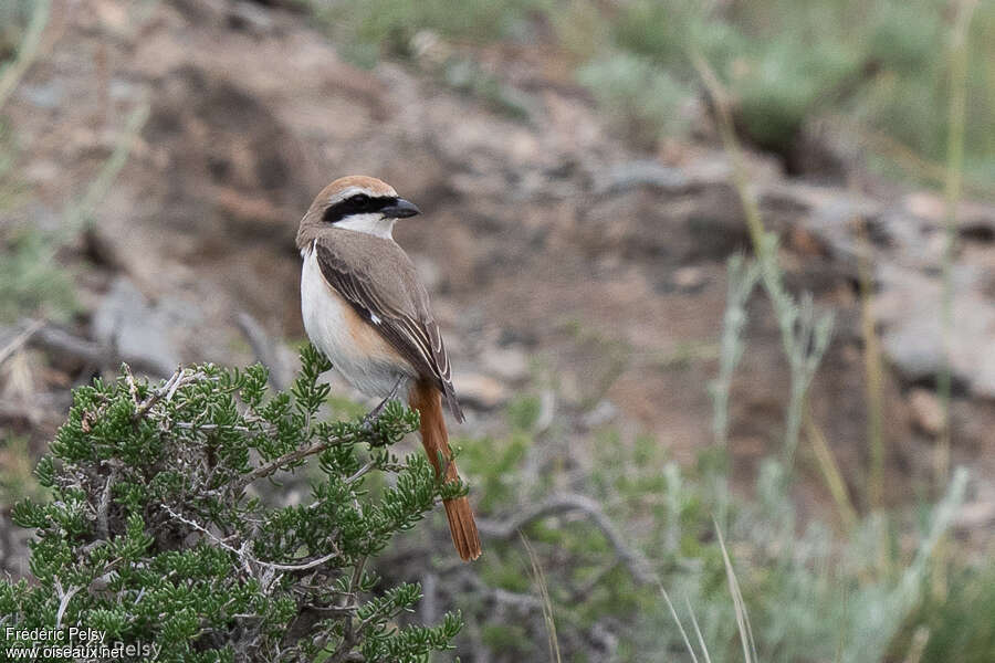 Red-tailed Shrike male adult breeding, habitat, pigmentation, Behaviour