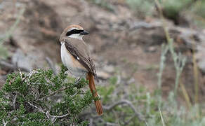 Red-tailed Shrike