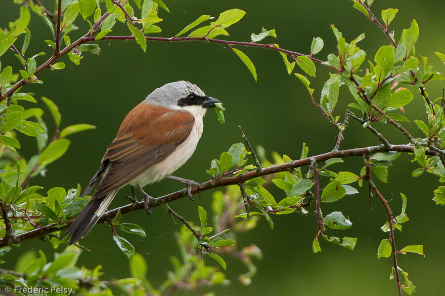 Red-backed Shrike male adult, eats