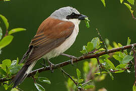 Red-backed Shrike