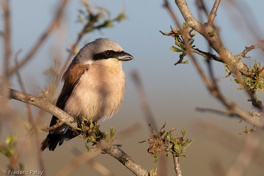 Red-backed Shrike male adult