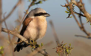 Red-backed Shrike