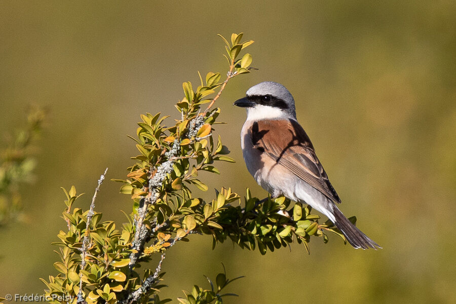 Red-backed Shrike male adult