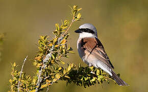 Red-backed Shrike