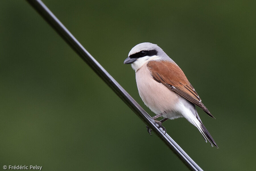 Red-backed Shrike male adult