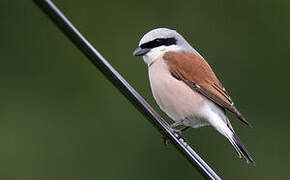 Red-backed Shrike