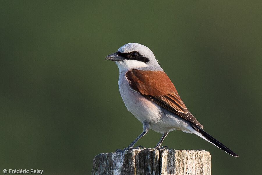 Red-backed Shrike male adult