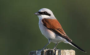 Red-backed Shrike