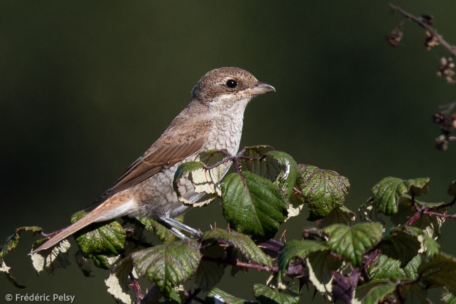 Red-backed Shrikejuvenile