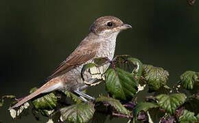 Red-backed Shrike