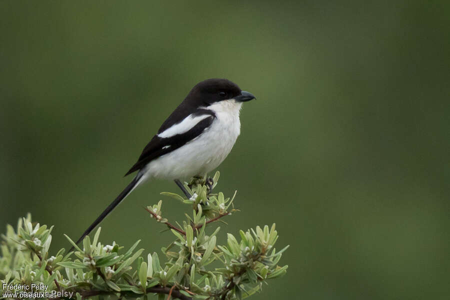 Pie-grièche fiscaleadulte, identification