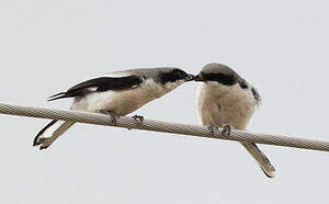 Pie-grièche géante